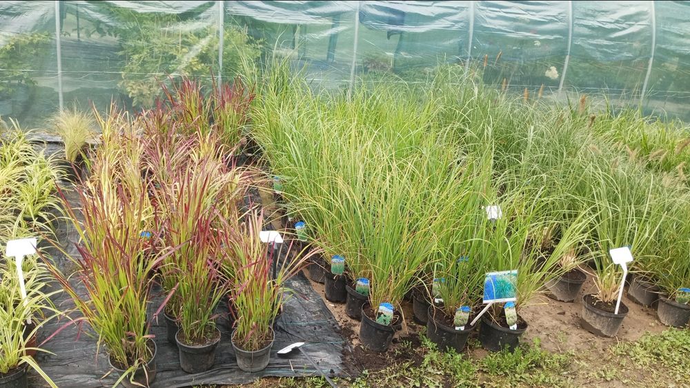 Krzewy ozdobne, szkółka trawy hortensja