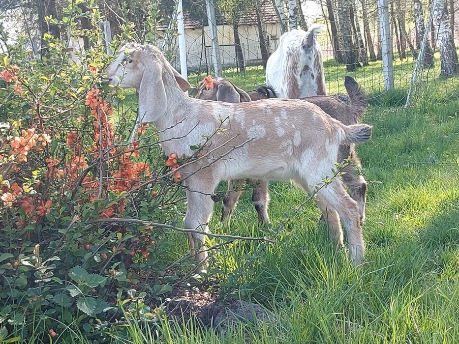 Kozy Kózki Anglonubijske koziołki małe duże