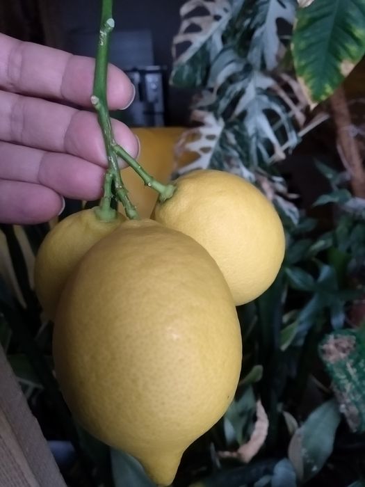Лимон кімнатний крупноплодний