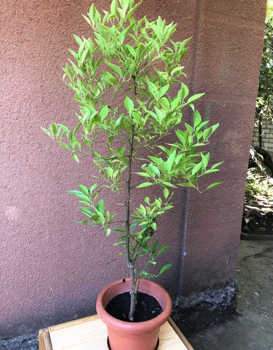 Дерево лимона большое, декоративное  высота 1м. 10 см.