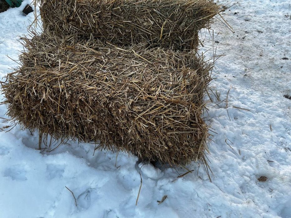 Тюкі соломи. 2025 року врожаю.