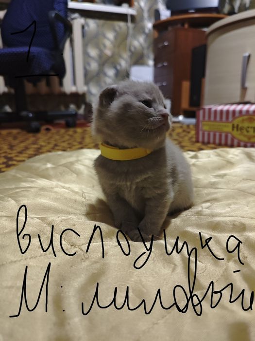 Британские и Шотландские котята