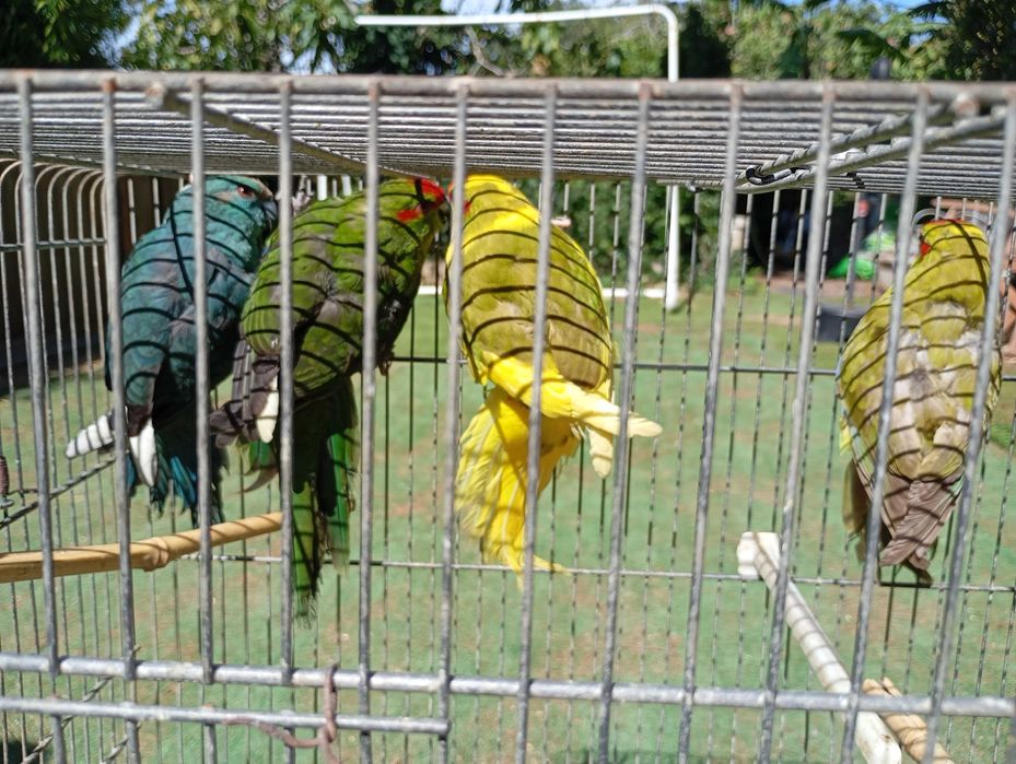 Kakarikis fêmeas