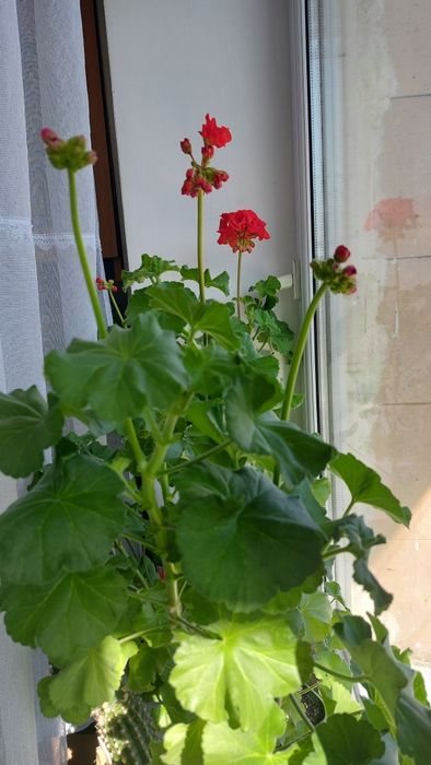 Пеларгонія королівська