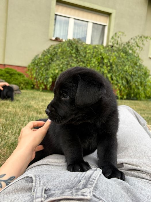 Szczeniak Labrador Retriever suczka gotowa do odbioru