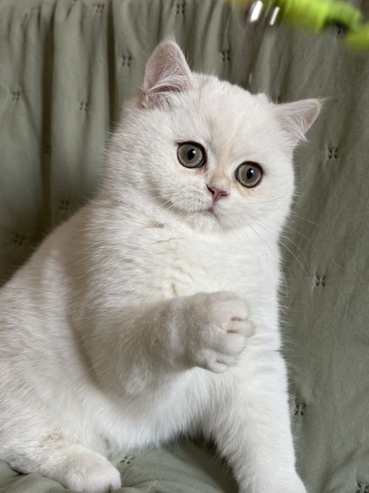 Chłopczyk brytyjski