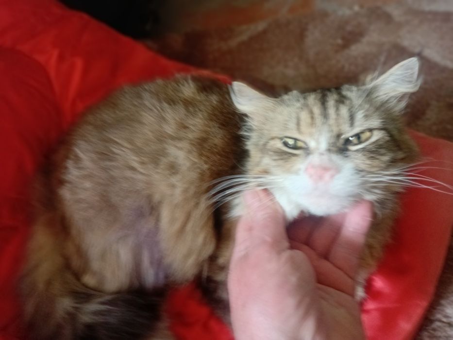 Віддам кошку в добрі руки