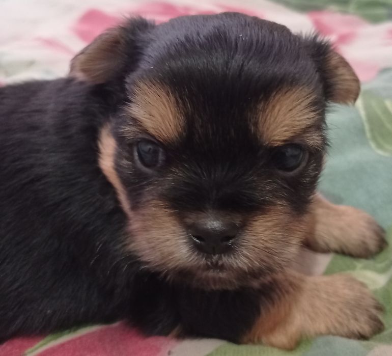 Пропонуються цуценята шпіца та йорка.