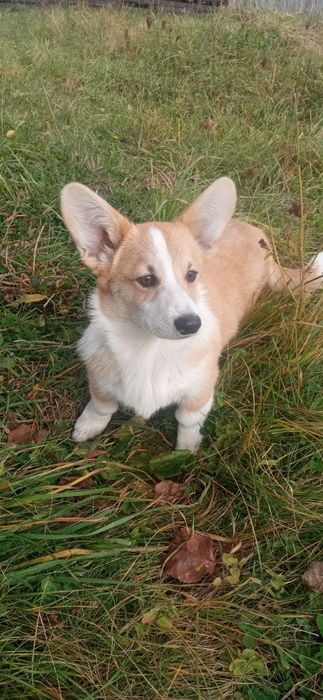 Вельш корги пемброк