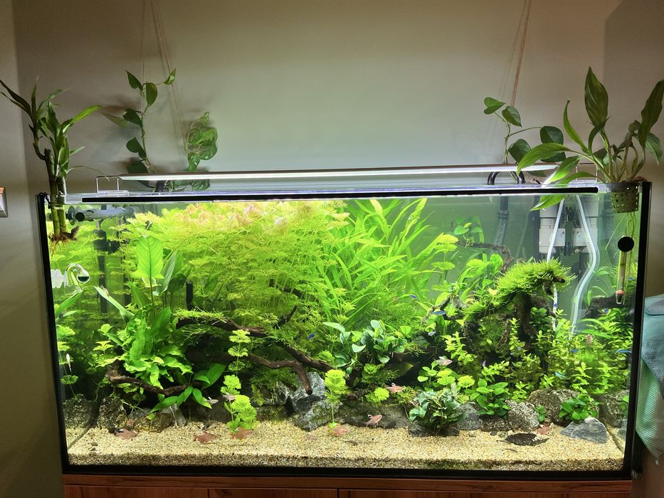 Akwarium 250l wraz z życiem, szafką i całym osprzętem