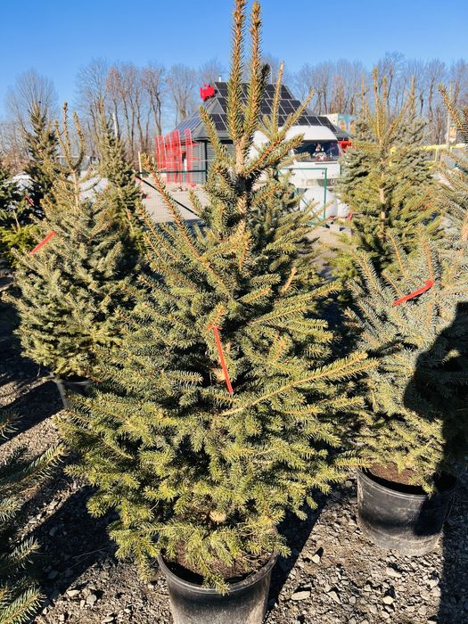 Ялинка в горщику Ялинка жива