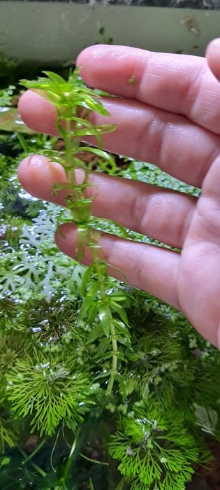 Sprzedam sadzonki roślin akwariowych