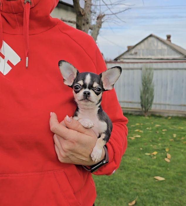 Чихуахуа. Лялькові красунчики.