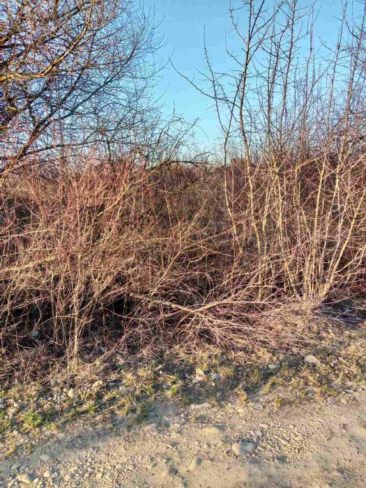 Продам земельну ділянку в с. Клузів