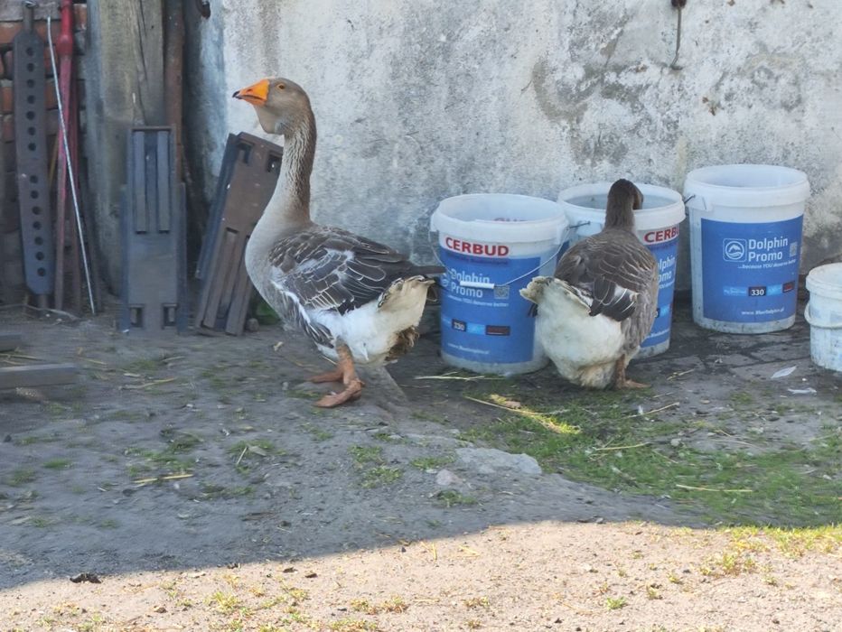 Gęsior. Gęś. Gęsi