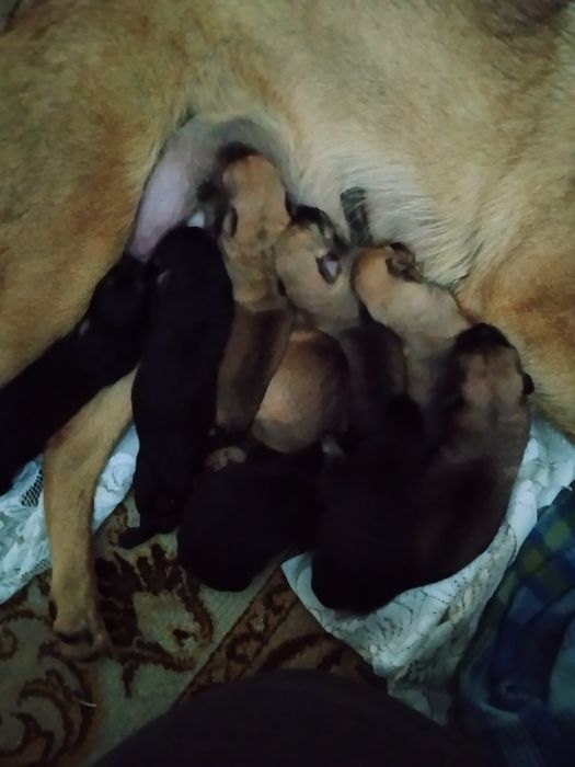 Oddam piski w dobre ręce