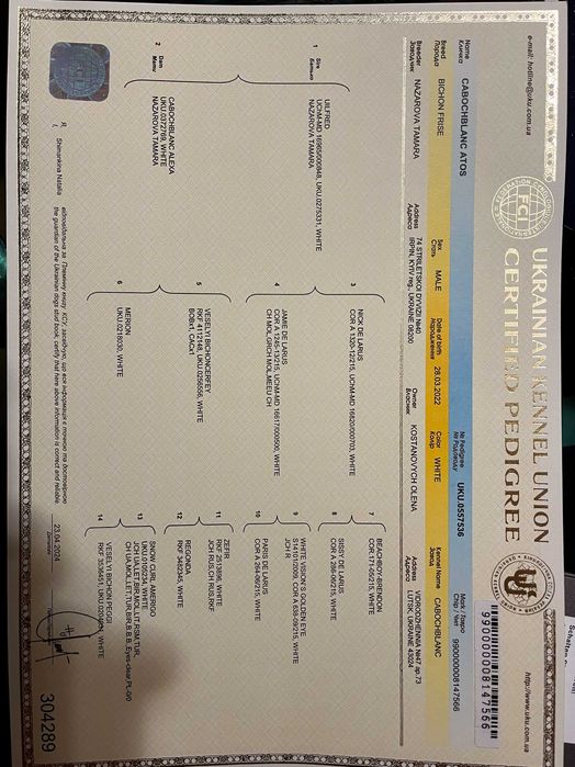 Вязка Бішон Фрізе Хлопчик з Родоводом.