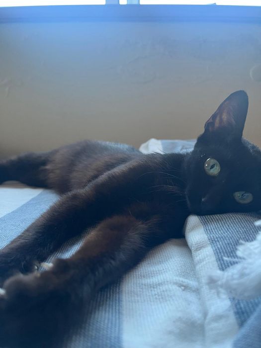Cuidadora de gatos e cachorros (Cat and Dog)