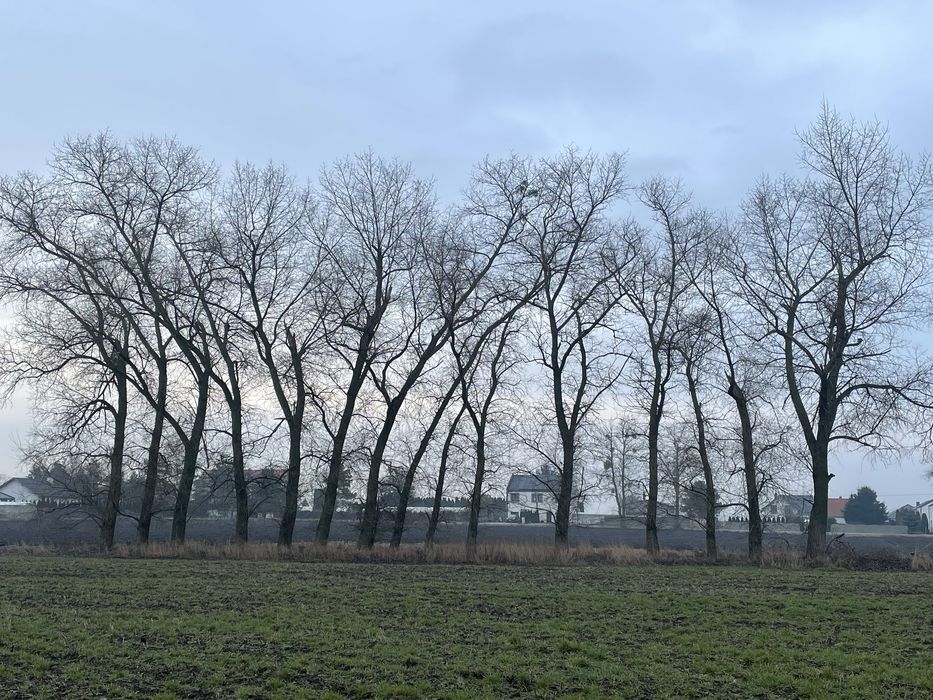 Topole ,do ścięcia , 250 zł za m3, 15 sztuk.
