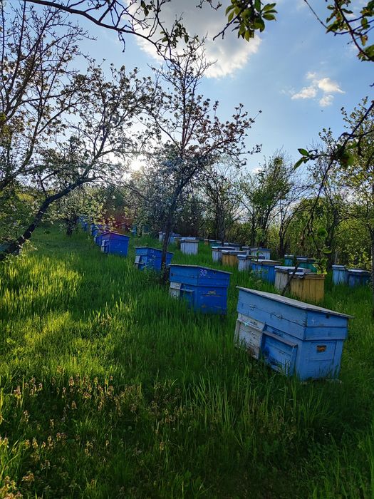 Продаю бджолопакети