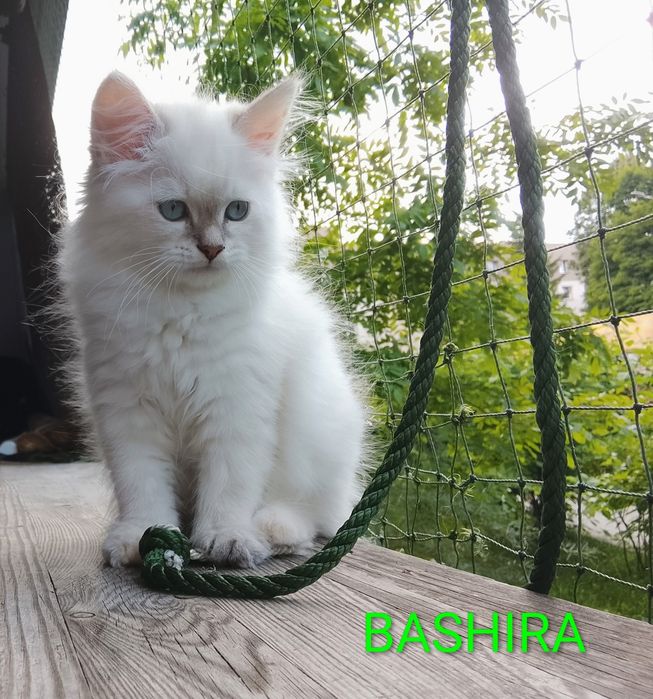 Syberyjska kociczka Neva Masquerade N 09 33 BASHIRA