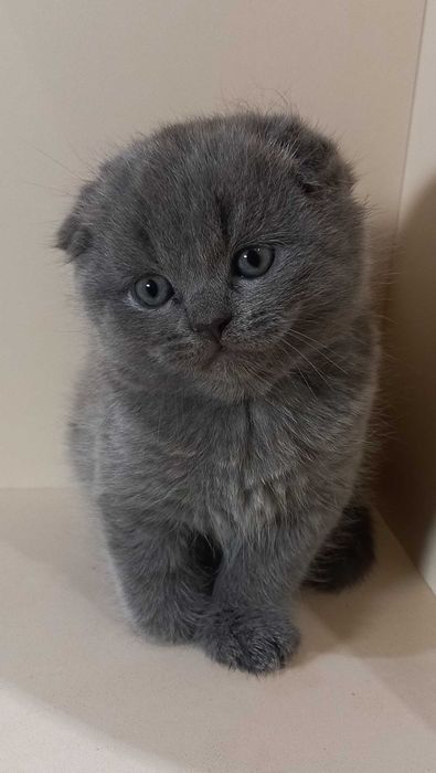 Британські кошенята