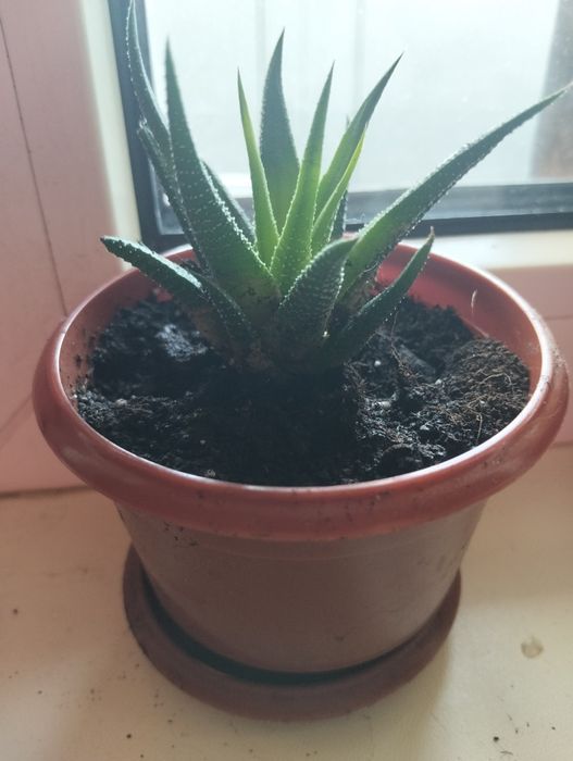Продам молоденький сукулент