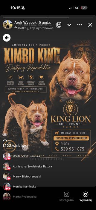 American Bully!!