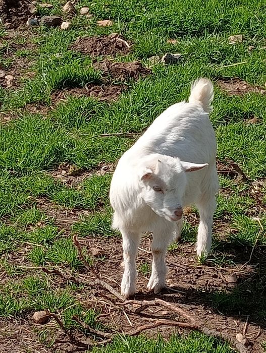 Cabrita anã  com 5 meses.
