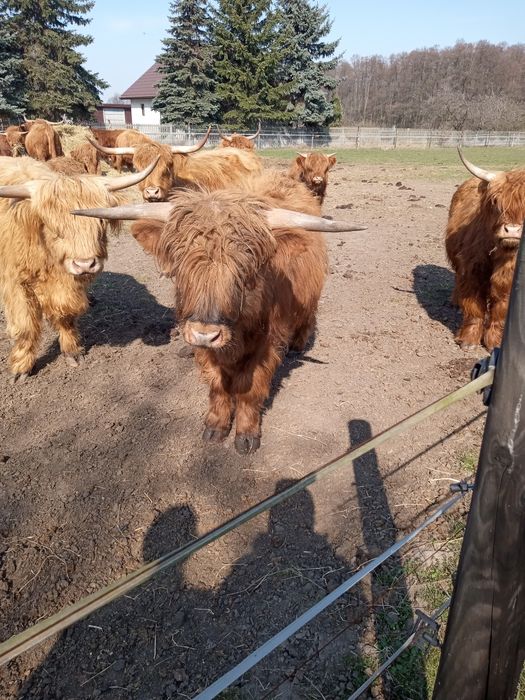 Bydło szkockie, rasa Highland