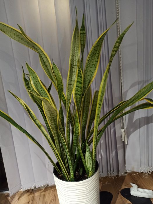 Сансев'єрія, тещин язик