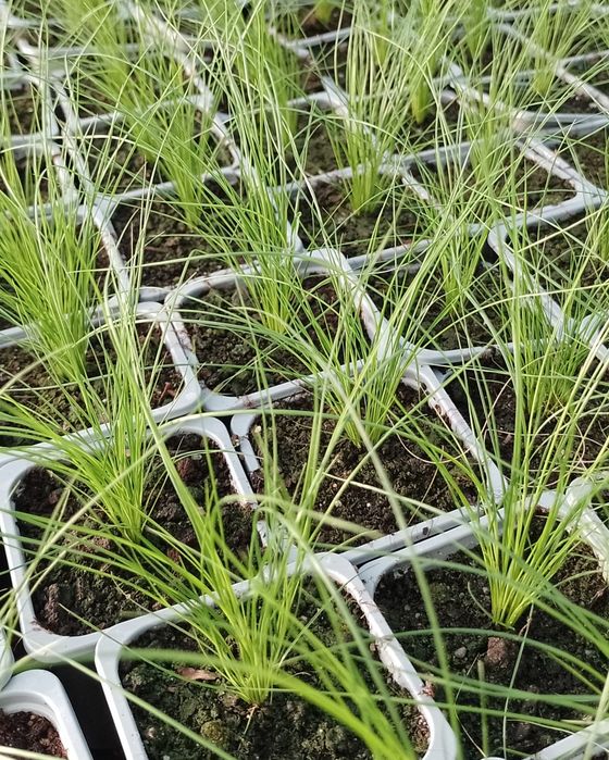 Ostnica mocna Pony Tails Koński ogon