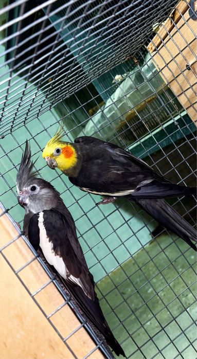 Casal de caturras + gaiola + ninho
