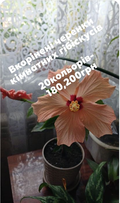 Кімнатні гібіскуси