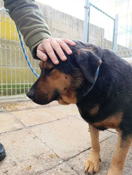 049394 Ballu do adopcji
