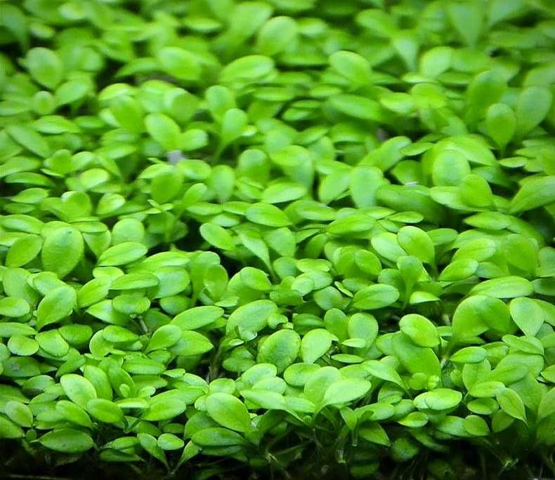 Глоссостигма. Аквариумные растения