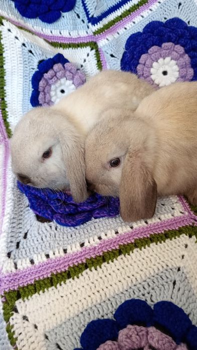 Karzełek Baranek Syjamski Mini Lop