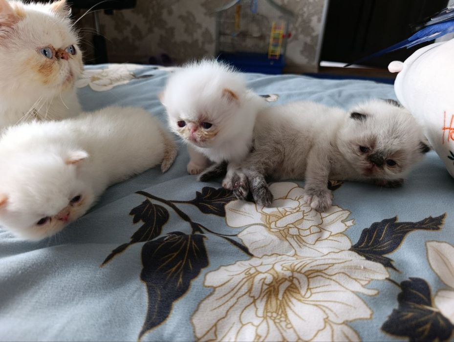 Продам чудових кошеняток