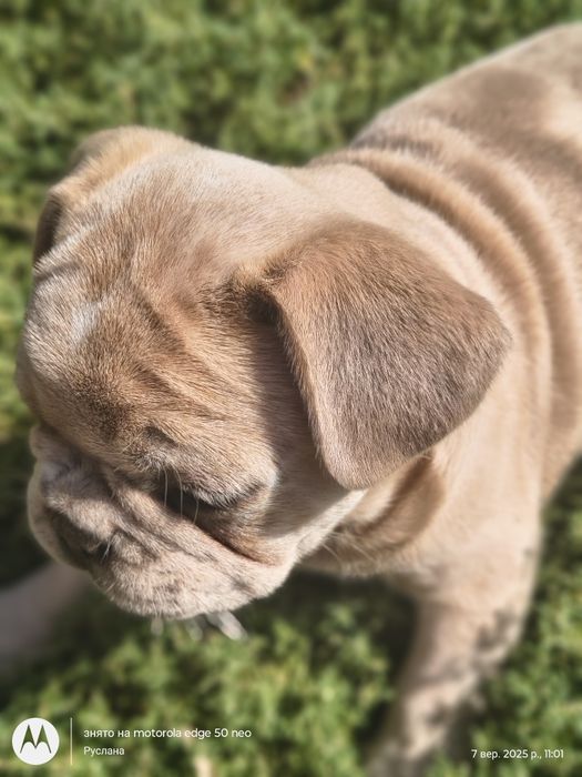 Голубоока дівчинка