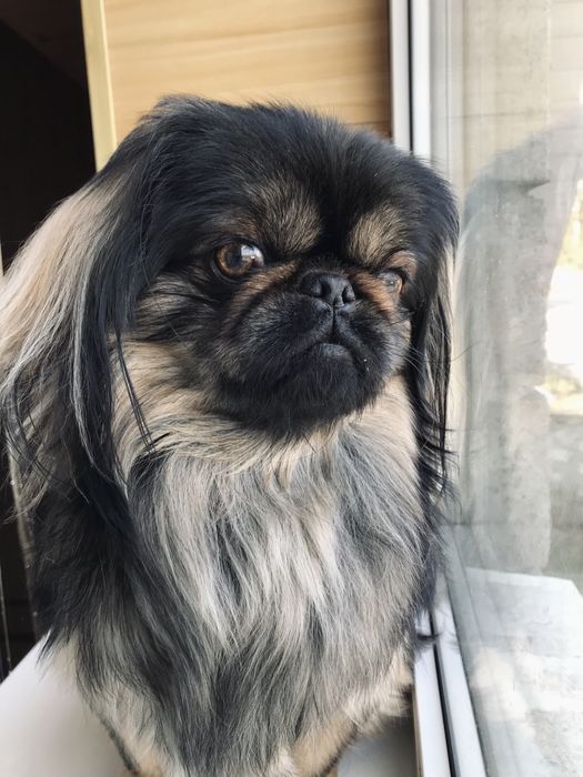 Пекінес , злучка , в‘язка, шукає дівчину, пару