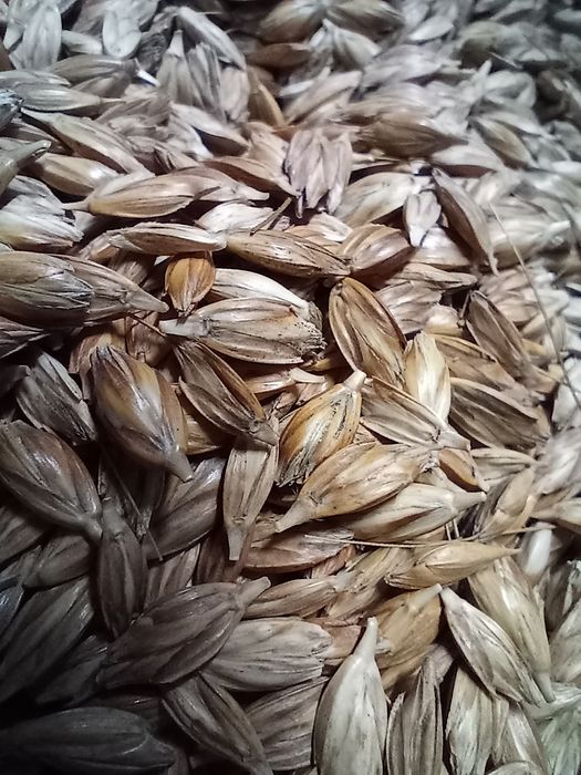 Płaskurka pradawna pszenica jara