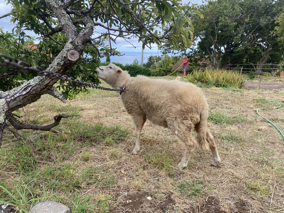 Carneiro com 1 ano e meio disponível
