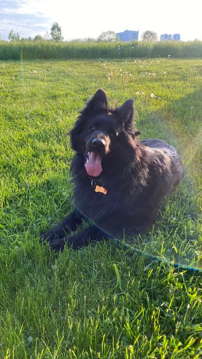 Zaginęła czarna sunia owczarka niemieckiego