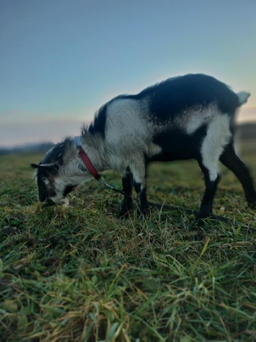 Sprzedam młodego capa