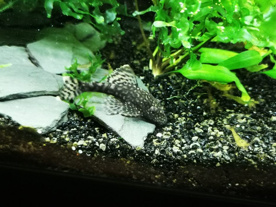 Ancistrus sp Black
