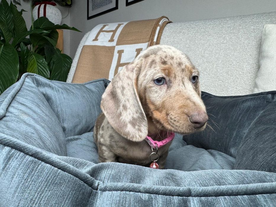 jamnik miniaturowy szczeniak