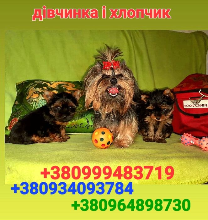 Лялькові йоркі - від супер племенних йорківДівчинка і хлопчик.