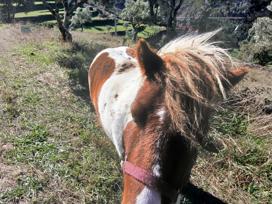 Ponei tipo shetland