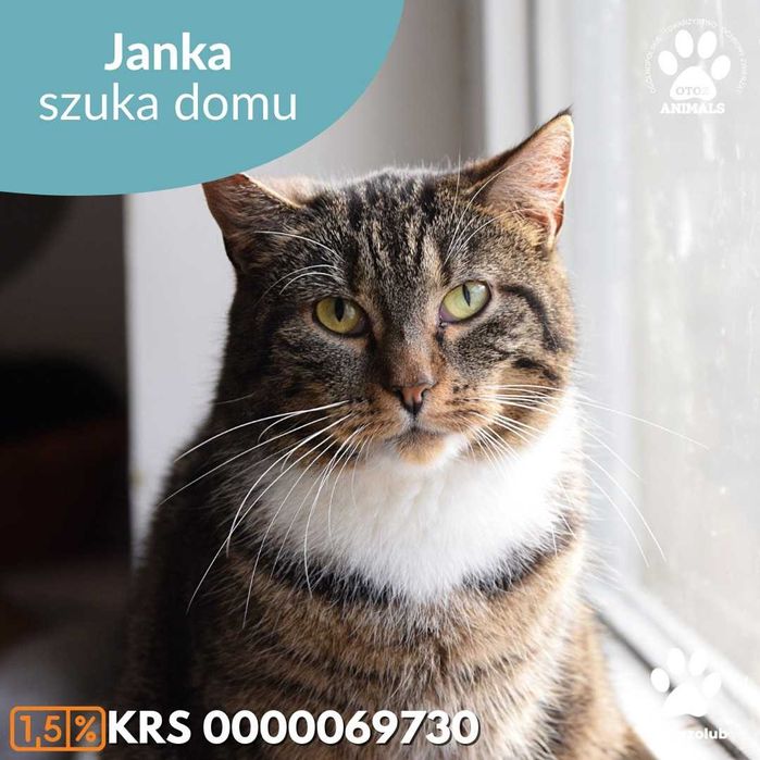 Kochana kotka czeka na dom - poznaj Jankę!