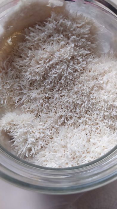 РАСПРОДАЖА‼️ Ежовик Гребенчатый 250 грамм